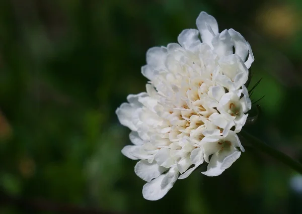 Flower macro — Stock Photo, Image