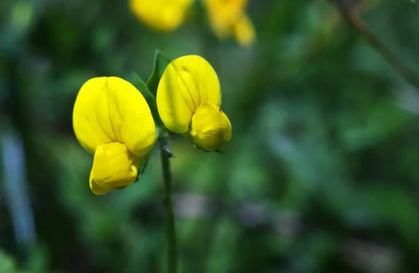 stock image Flower macro