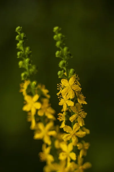 Macro flor — Foto de Stock