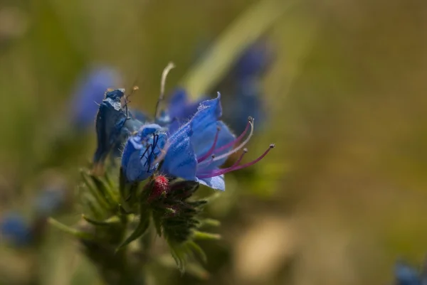 stock image Flower macro