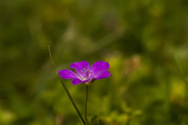 stock image Flower macro