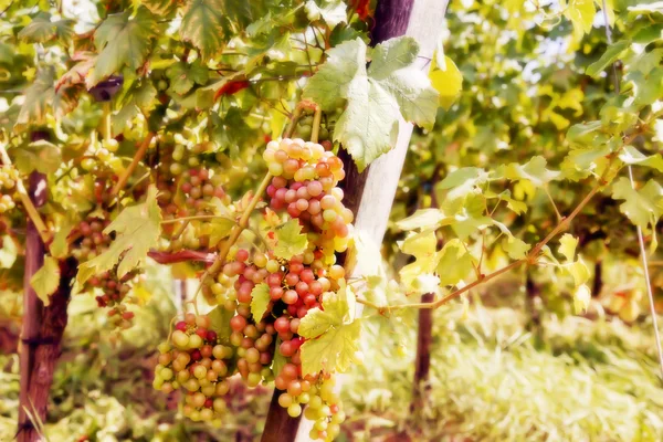 Wine field — Stock Photo, Image