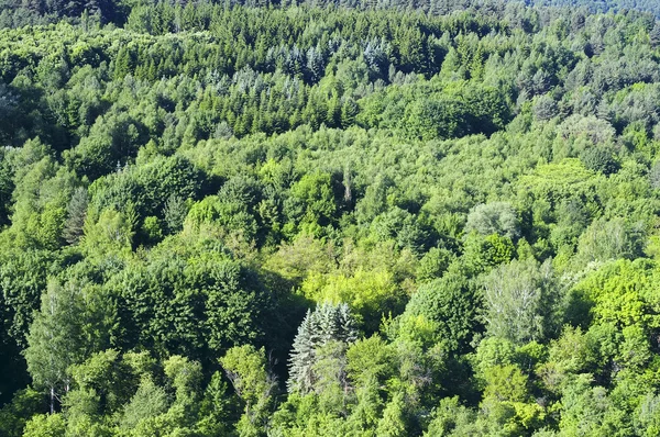 Μικτό δάσος με φυλλοβόλα και κωνοφόρα δέντρα, στην πλαγιά του λόφου Royalty Free Εικόνες Αρχείου