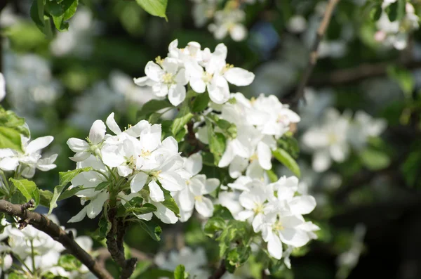 Весенний цветок яблока — стоковое фото