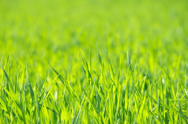 绿草 — 图库照片
