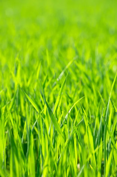 stock image Green grass