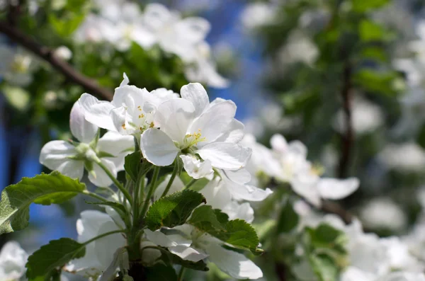 Flores brancas florescentes — Fotografia de Stock