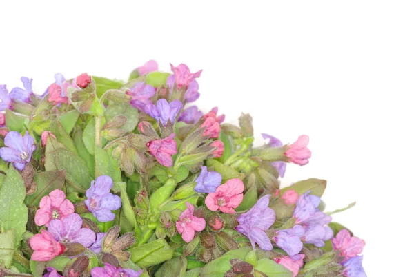 Flori violete — Fotografie, imagine de stoc