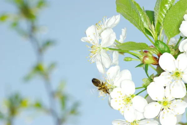 Květiny a včely — Stock fotografie