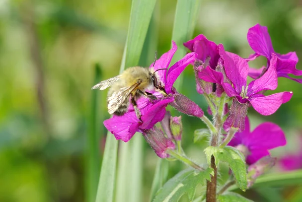 Flowers with bee — Stock Photo, Image