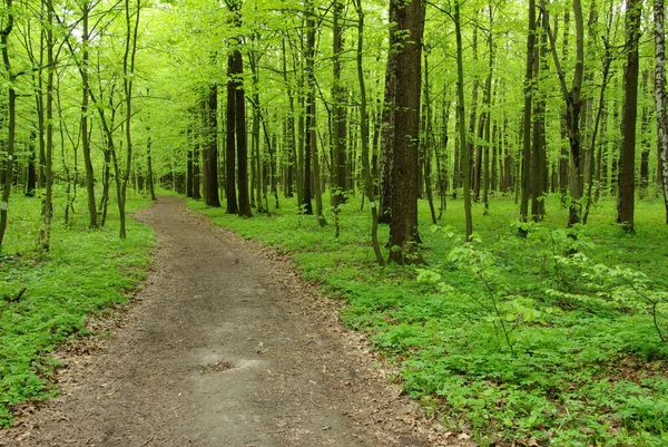 Зеленый летний лес — стоковое фото