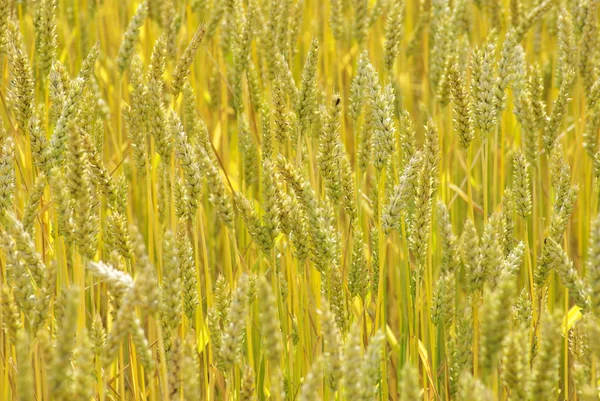 stock image Wheat