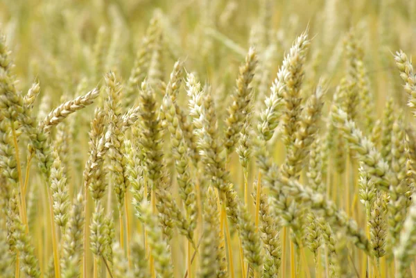 stock image Wheat