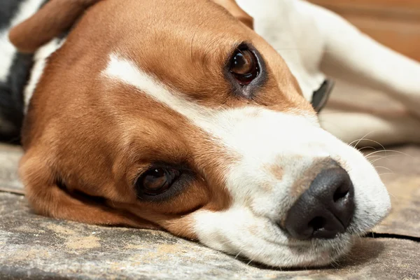 Beagle dinlenme. — Stok fotoğraf