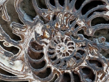 Inside Ammonite clipart