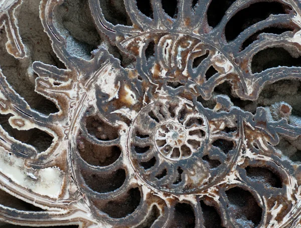 stock image Inside Ammonite