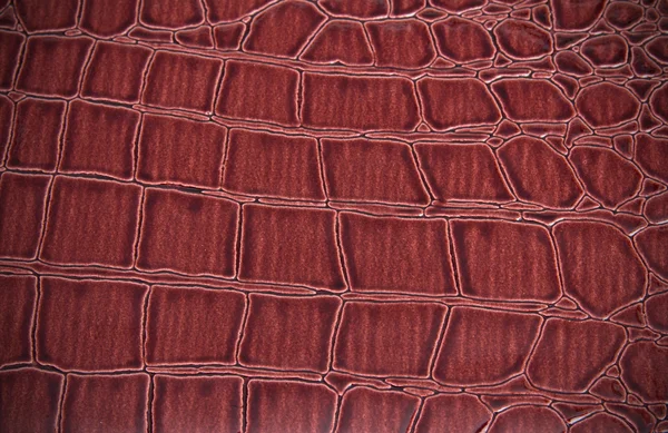 stock image Texture of a skin of a snake