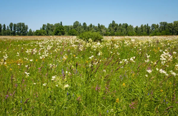 stock image Meadow