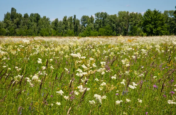 stock image Meadow