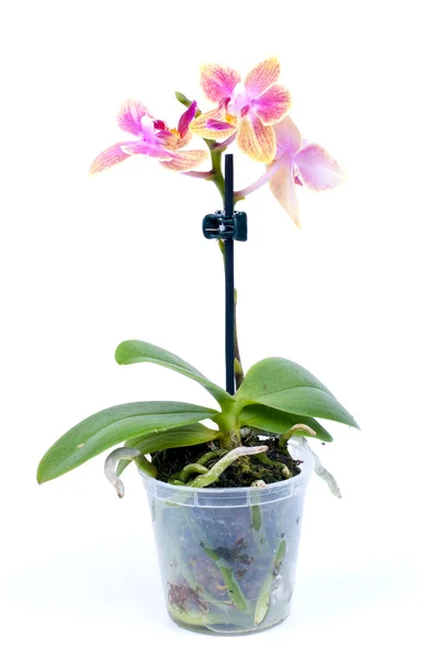 Orchidea in una pentola — Foto Stock
