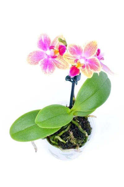 Orchidea in una pentola — Foto Stock