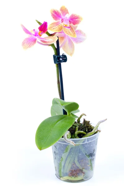 Orchidea in un po ' — Foto Stock