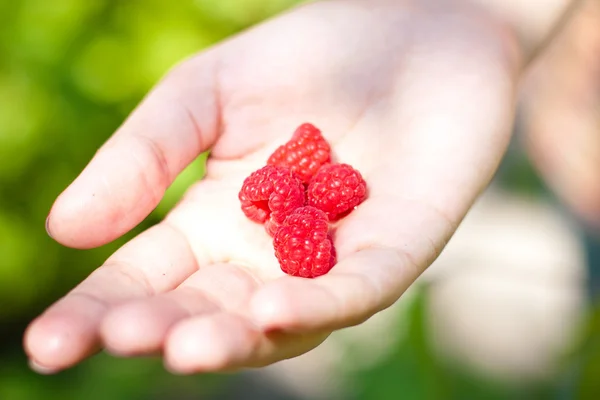 stock image Raspberries