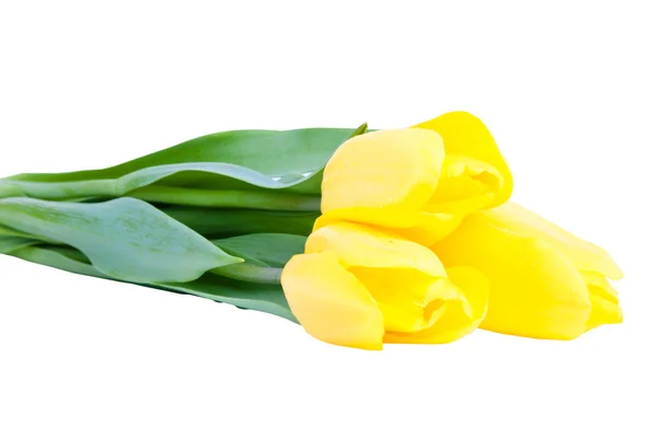 Yelloy tulips — Stock Photo, Image