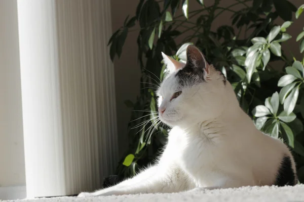 Majestic Pose of Kitty Cat — Stock Photo, Image
