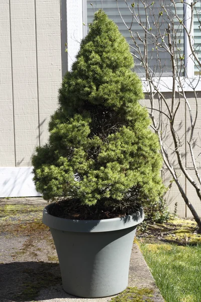 Evergreen Shrub in a Planter Pot — Stock Photo, Image