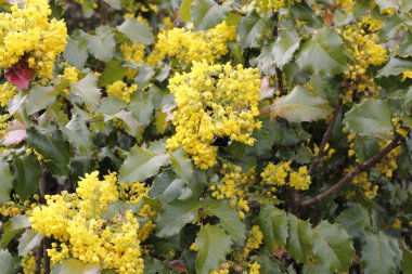 Flowering Oregon Grape clipart