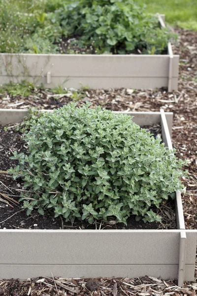 Mint Growing in a Garden Bed — Stock Photo, Image