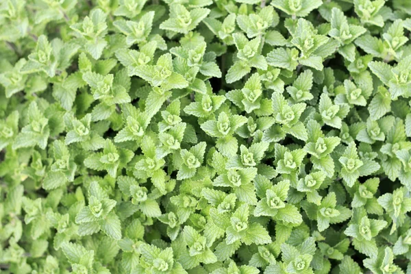 Mint Plant Close Up — Stock Photo, Image