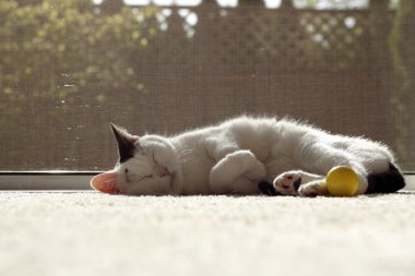 Cat Sleeping in the Sunshine clipart