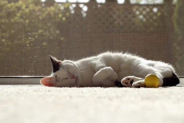 stock image Cat Sleeping in the Sunshine