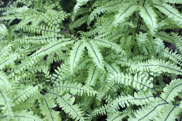 Ferns Close Up — Stock Photo, Image