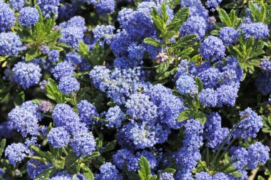 Mavi ceanothus çiçek