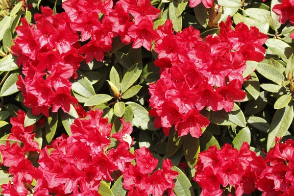 Ljusa röda rhododendron — Stockfoto