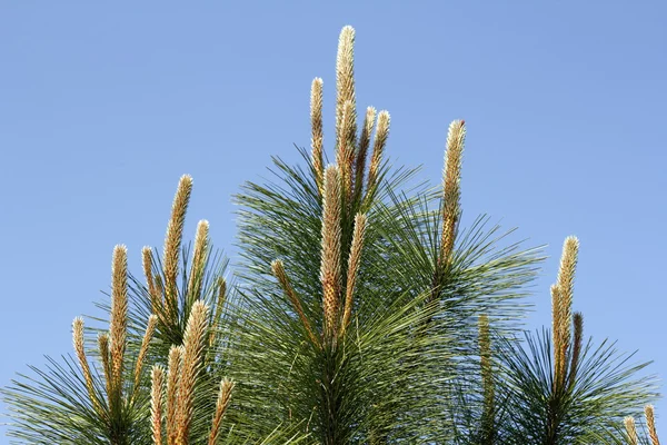 松の木の上部 — ストック写真