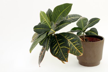 Kroton houseplant