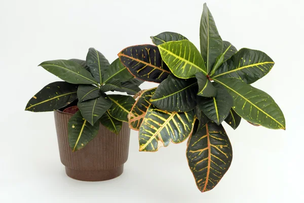 Tropische Zimmerpflanze — Stockfoto