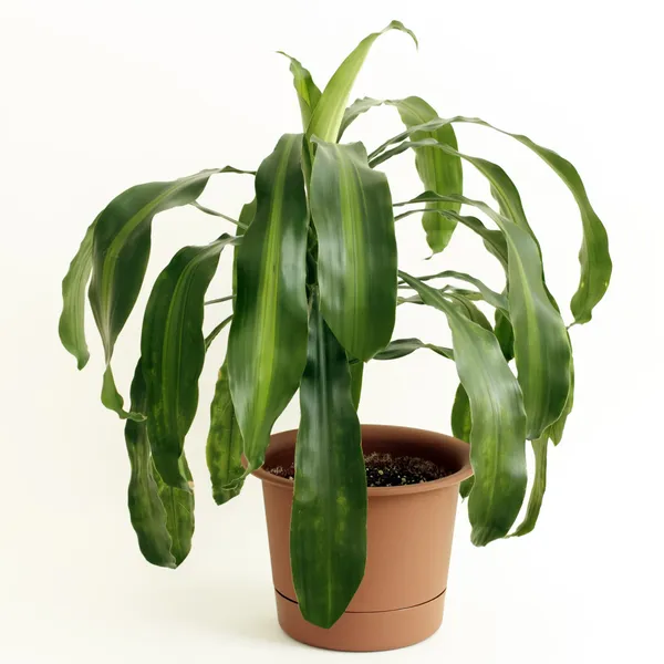 Roślina doniczkowa roślina kukurydzy — Zdjęcie stockowe