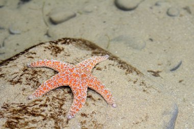 Starfish Underwater clipart