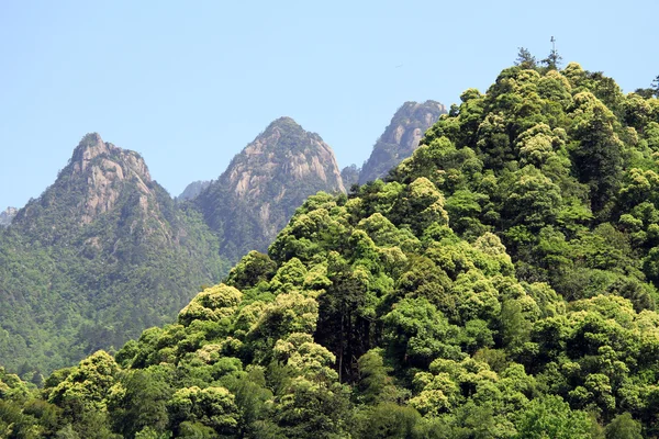Гора с деревьями — стоковое фото