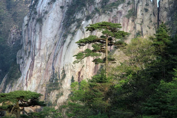 大きな松の木 — ストック写真