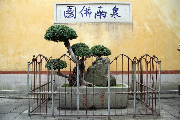 Sacral tree — Stock Photo, Image