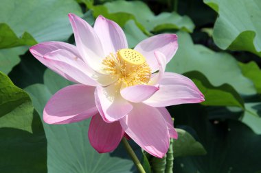 pembe lotus