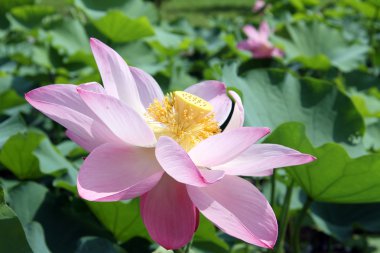 pembe lotus