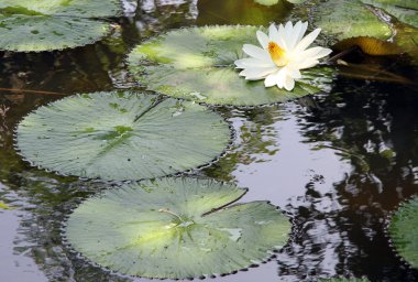 yeşil yaprakları ve lotus