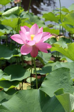 pembe lotus